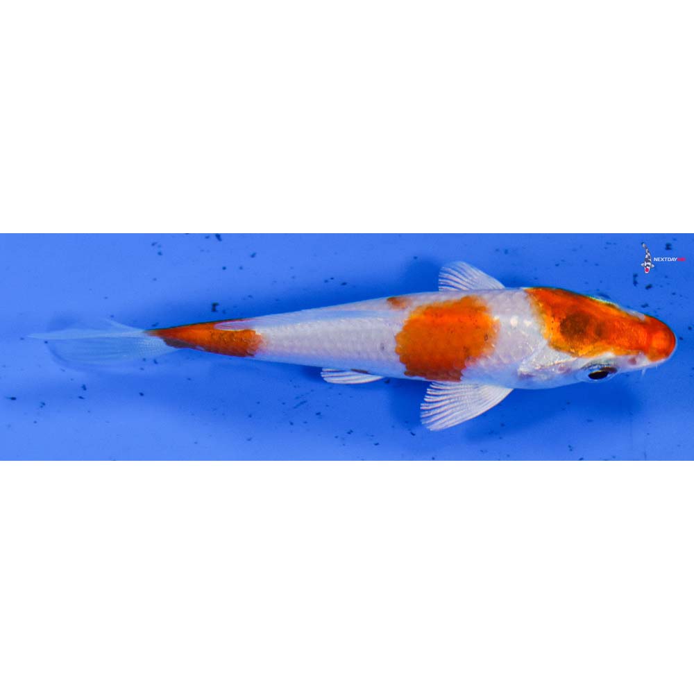 3” Imported Hariwake