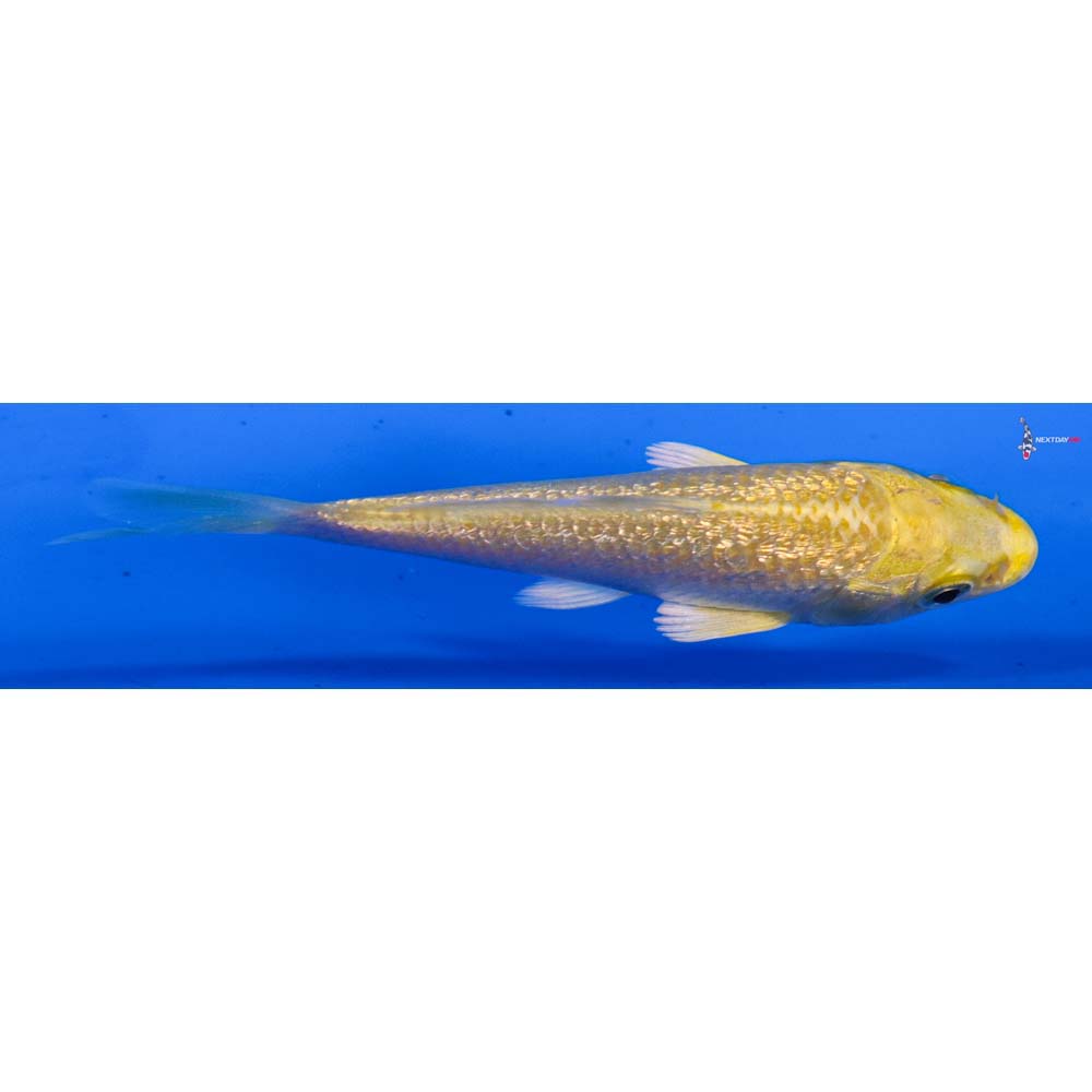 3.5” Imported Gin Rin Yamabuki Ogon