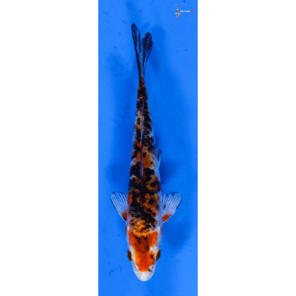 3.5” Imported Heisei Nishiki