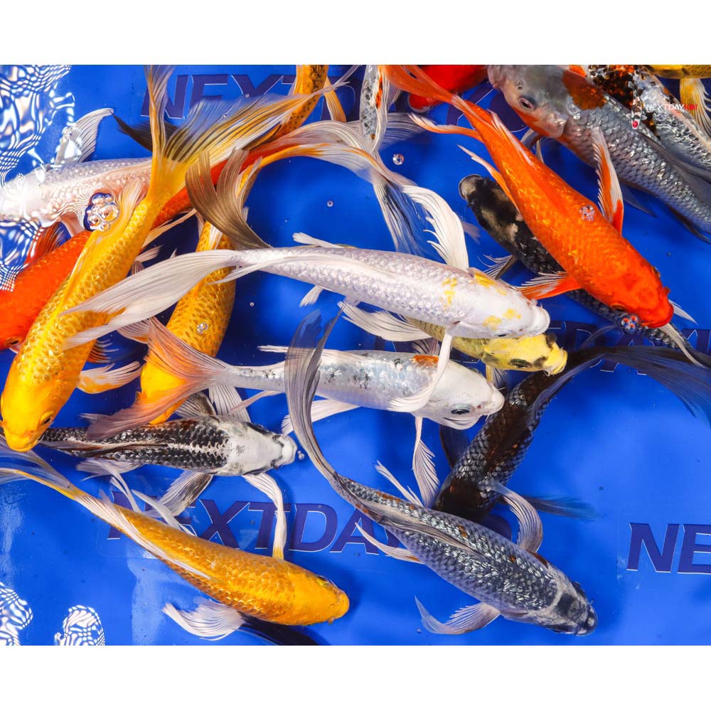 Alternative view of 7-8" Imported Gin Rin Butterfly Koi Mix