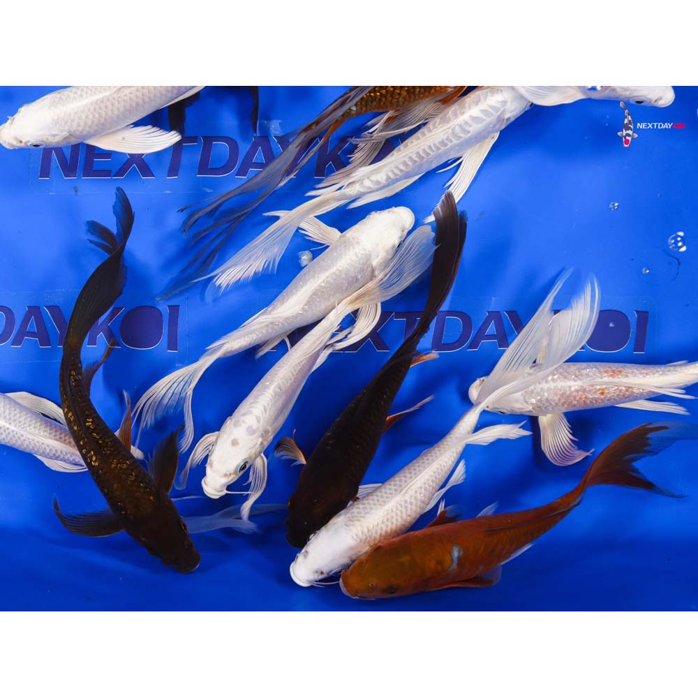 Alternative view of 7-8" Imported Platinum Ogon & Chagoi Butterfly Koi Mix