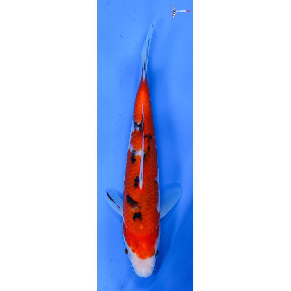 7” Imported Sanke