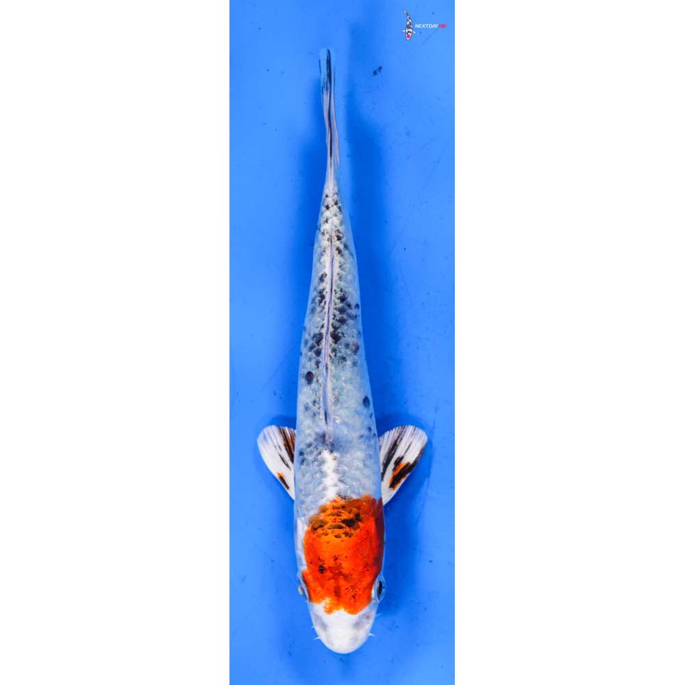 6.5” Imported Yamato Nishiki