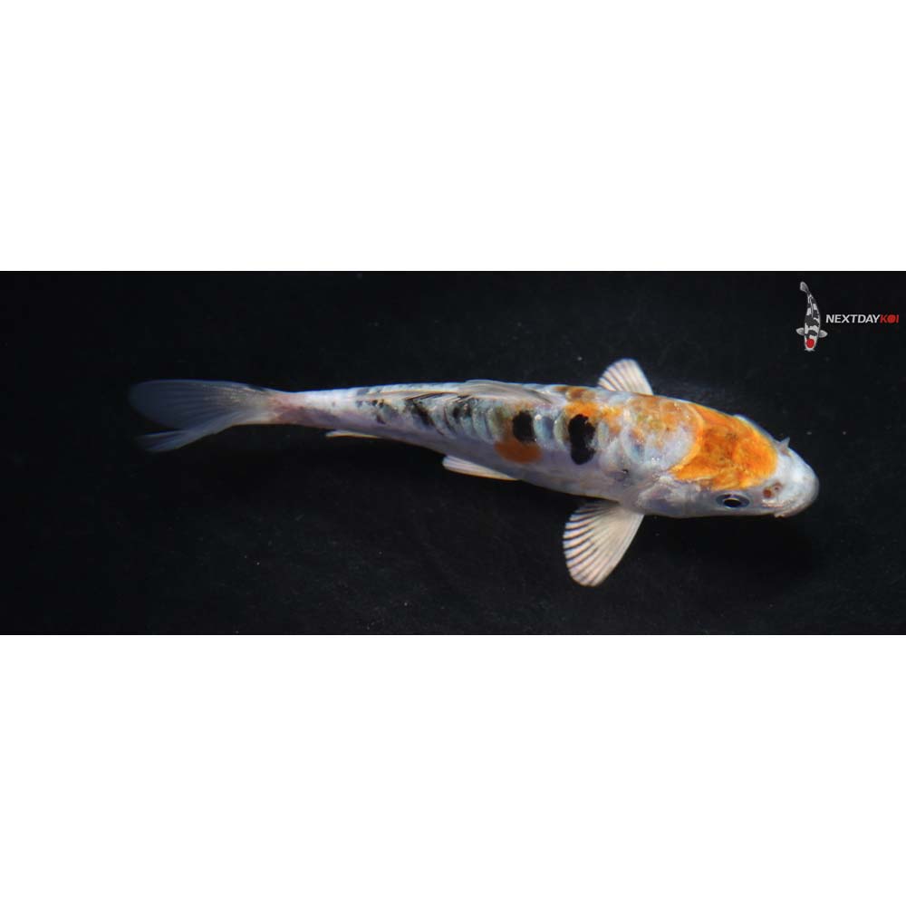 4” Imported Heisei Nishiki