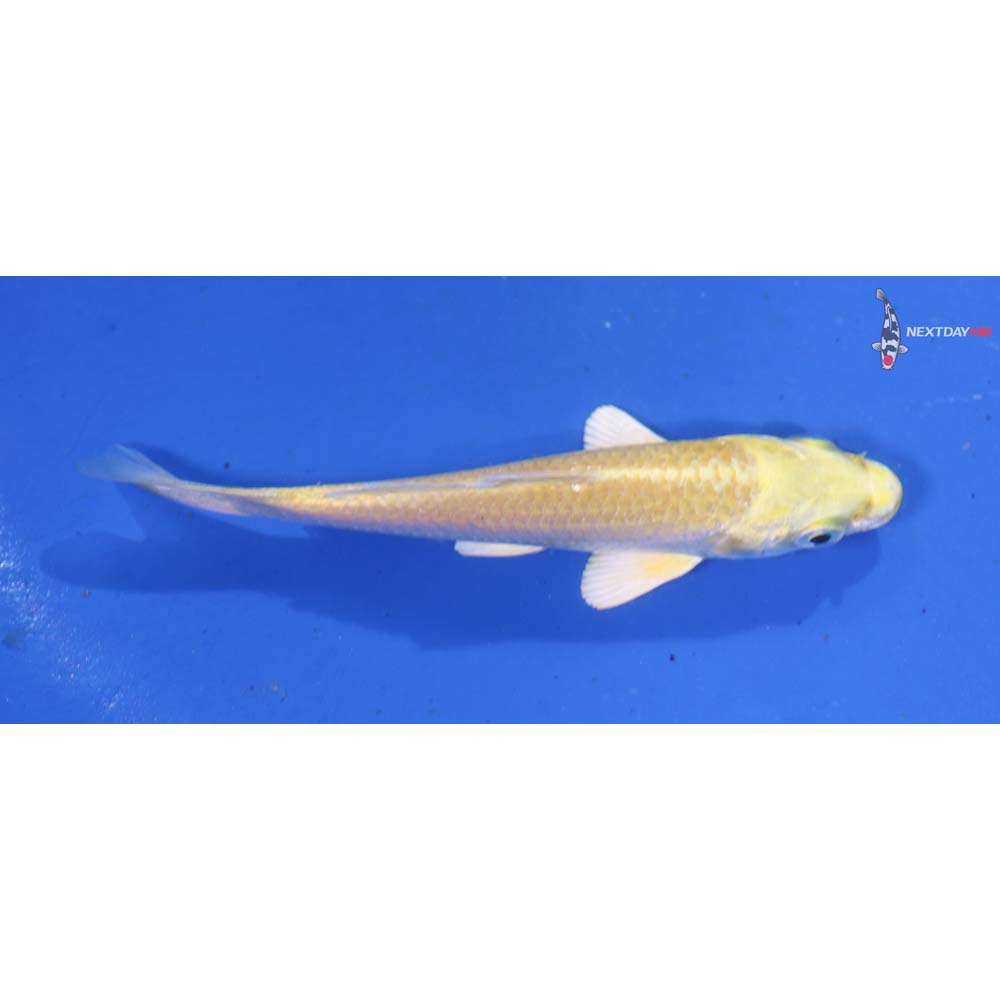 4” Imported Lemon Hariwake