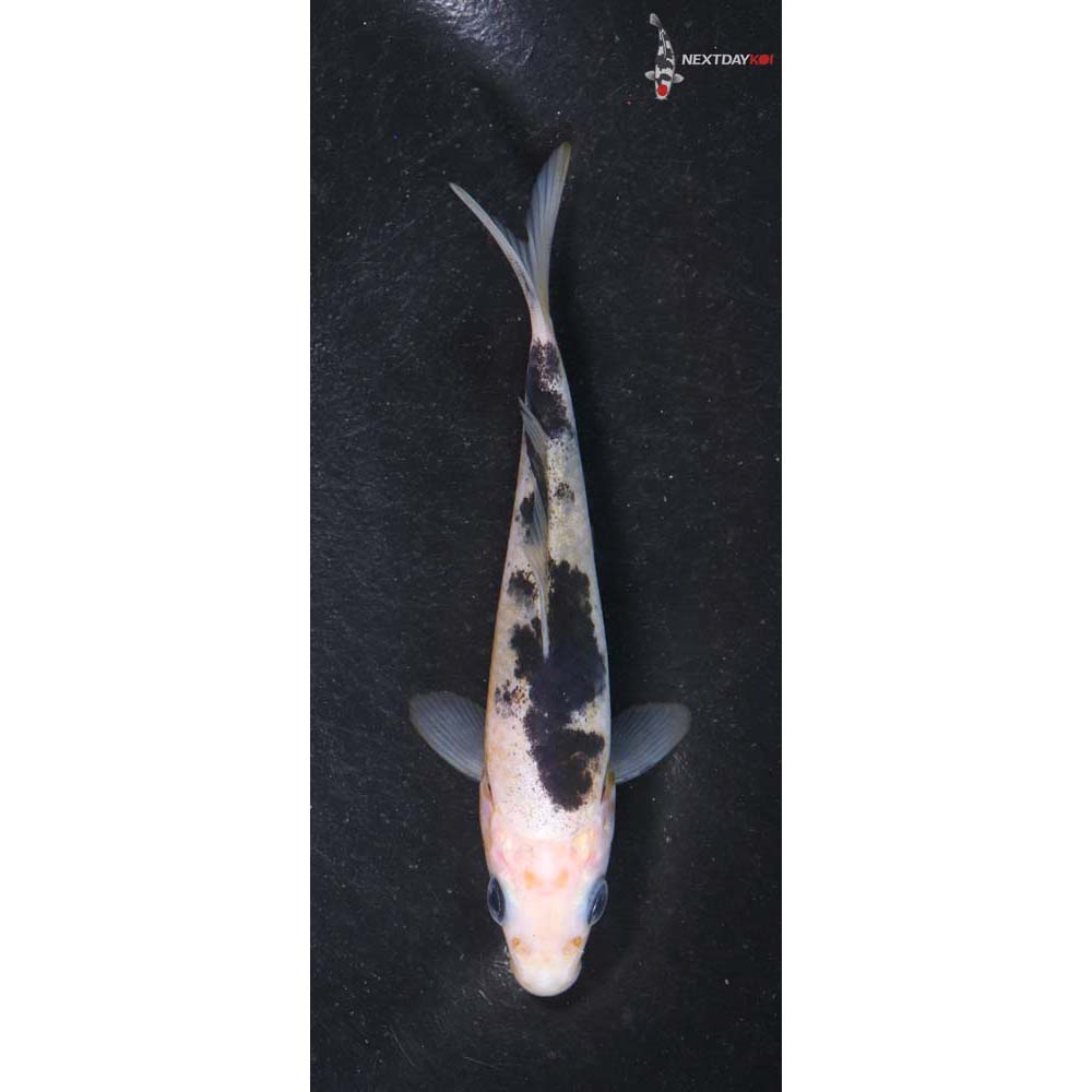 4” Imported Shiro Bekko