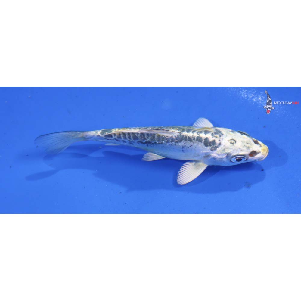4” Imported Doitsu Gin Matsuba