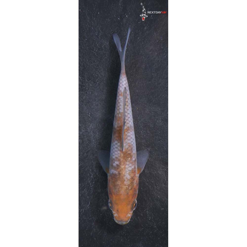 4” Imported Ochiba Shigure