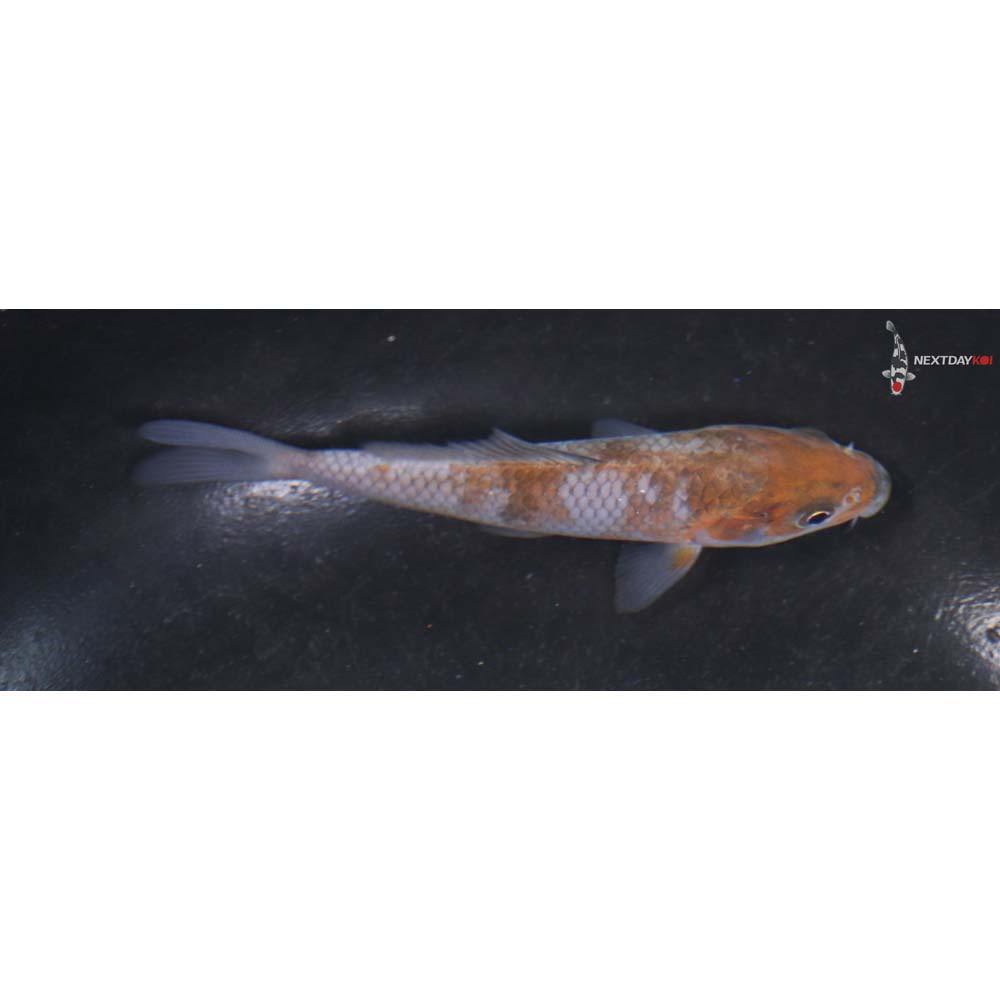 4” Imported Ochiba Shigure