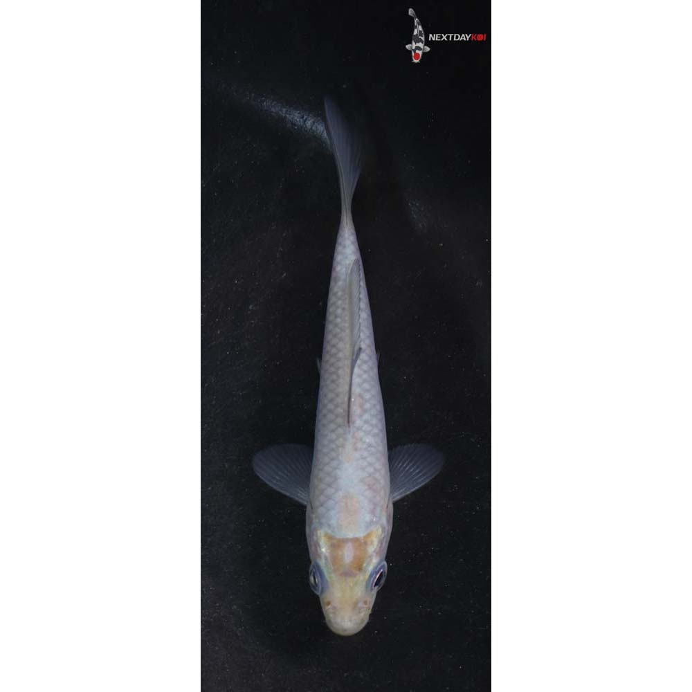4” Imported Soragoi