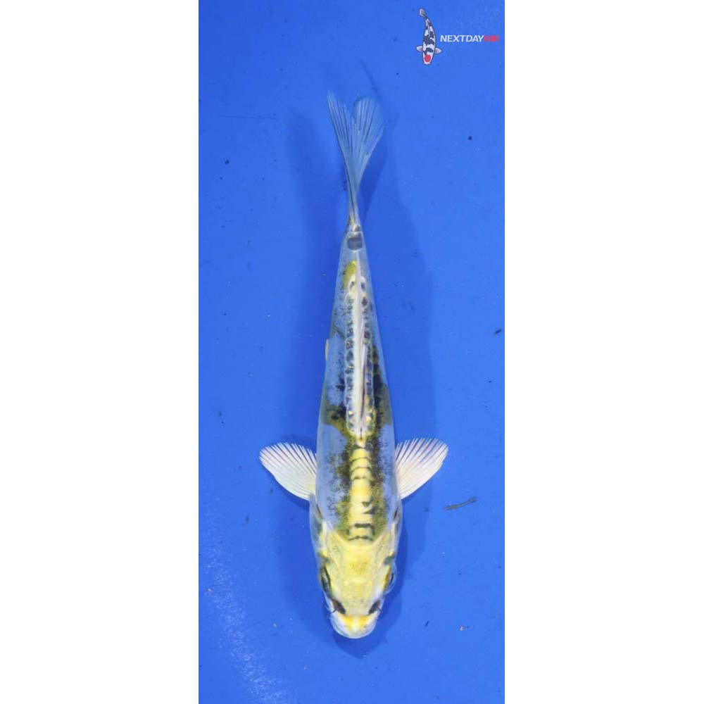 4.5” Imported Kin Kikokuryu