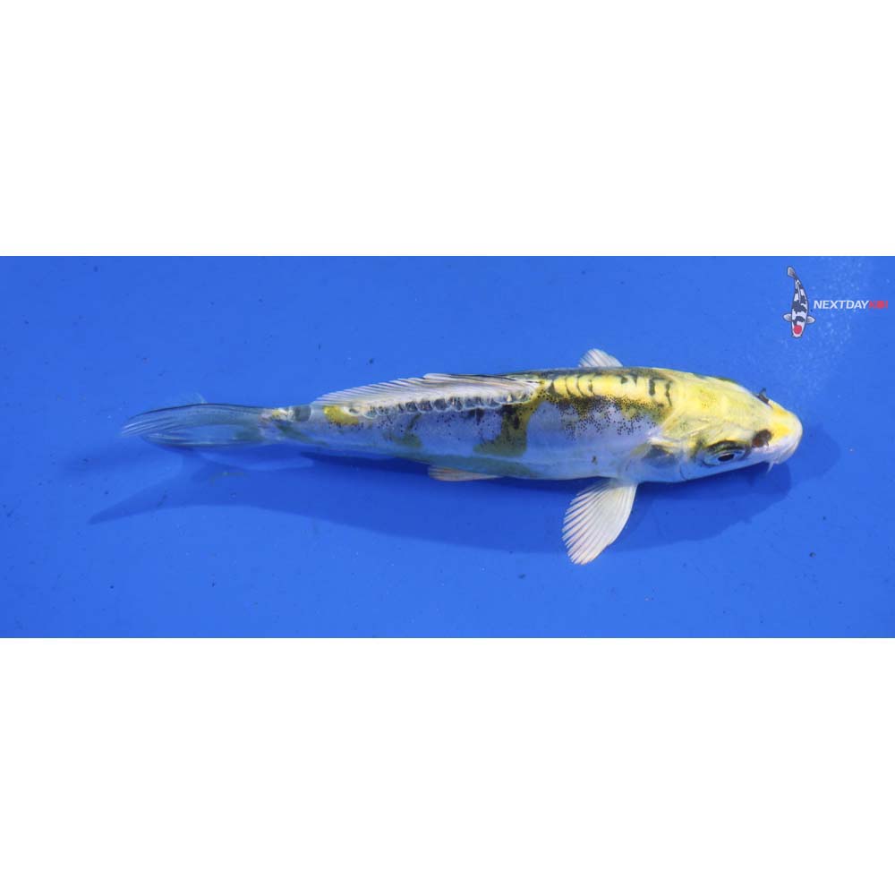 4.5” Imported Kin Kikokuryu