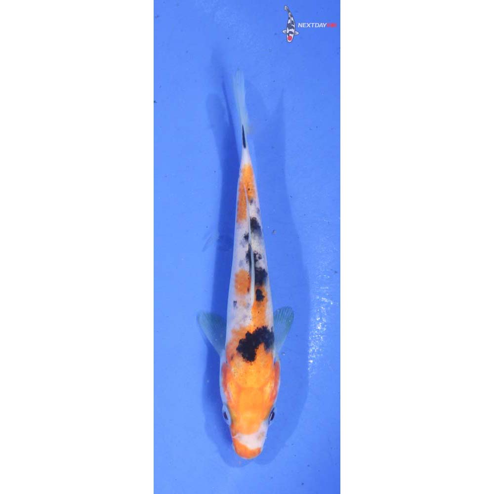 4.5” Imported Sanke