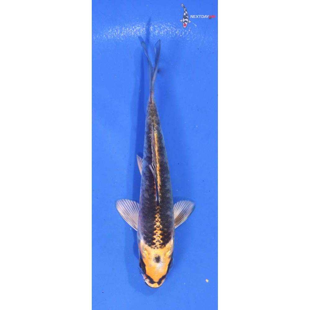4.5” Imported Kujaku