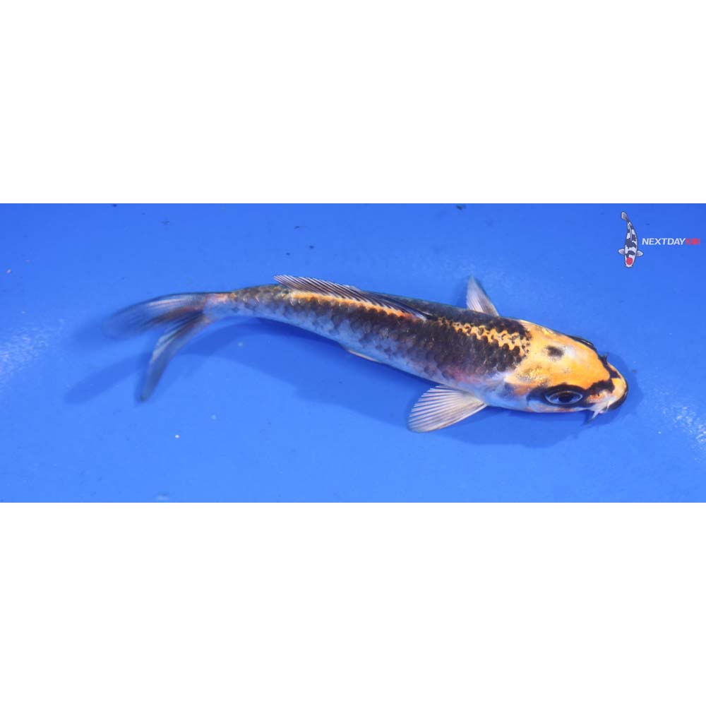 4.5” Imported Kujaku
