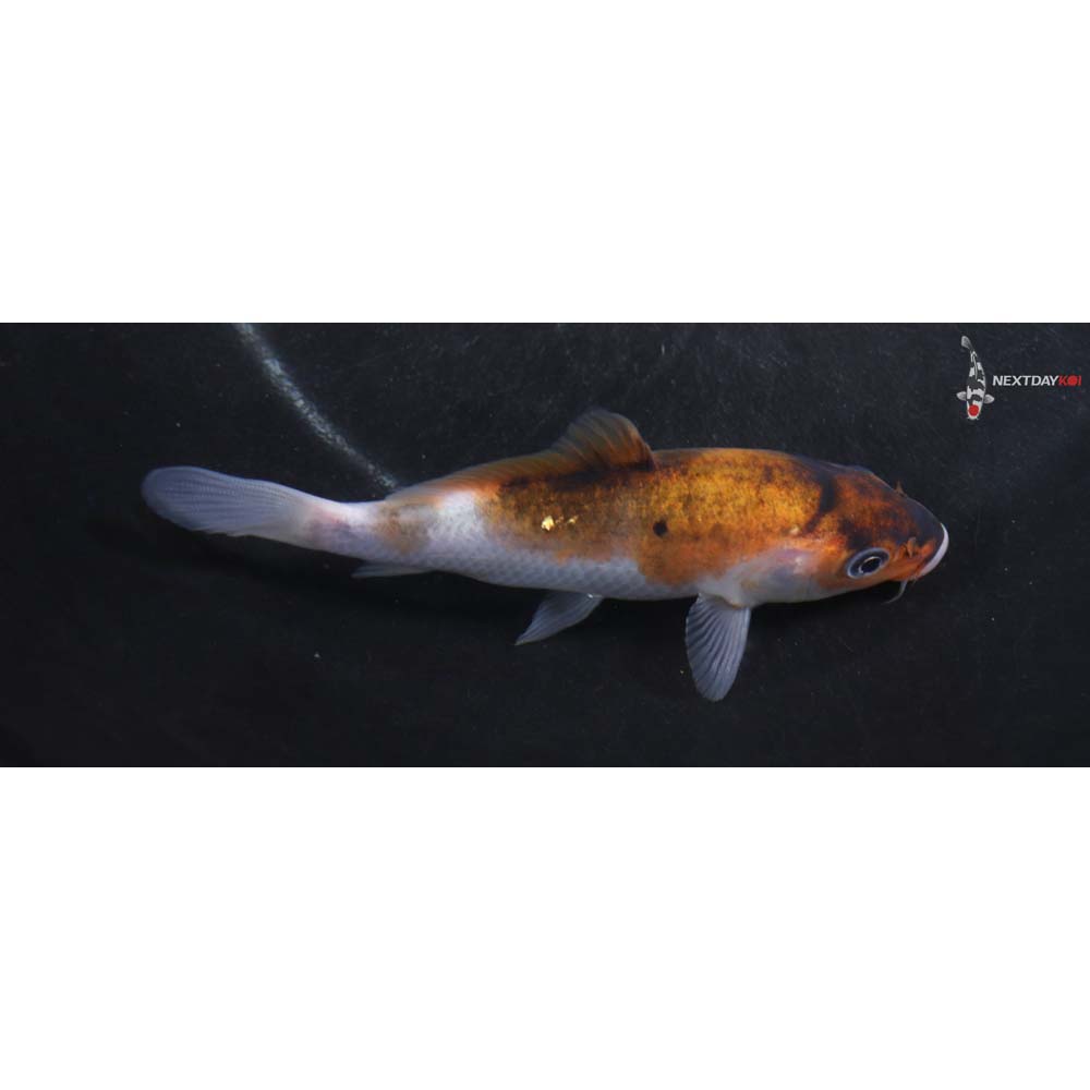 4.5” Imported Goromo