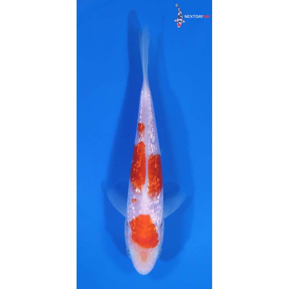 5” Imported Gin Rin Kohaku