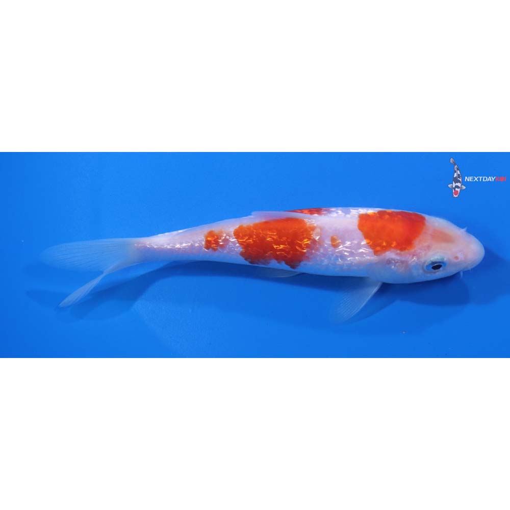 5” Imported Gin Rin Kohaku