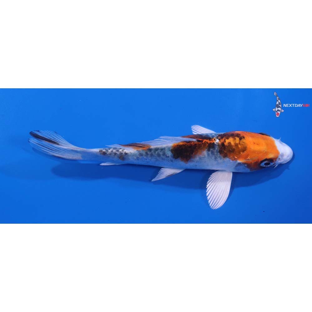 5” Imported Kujaku