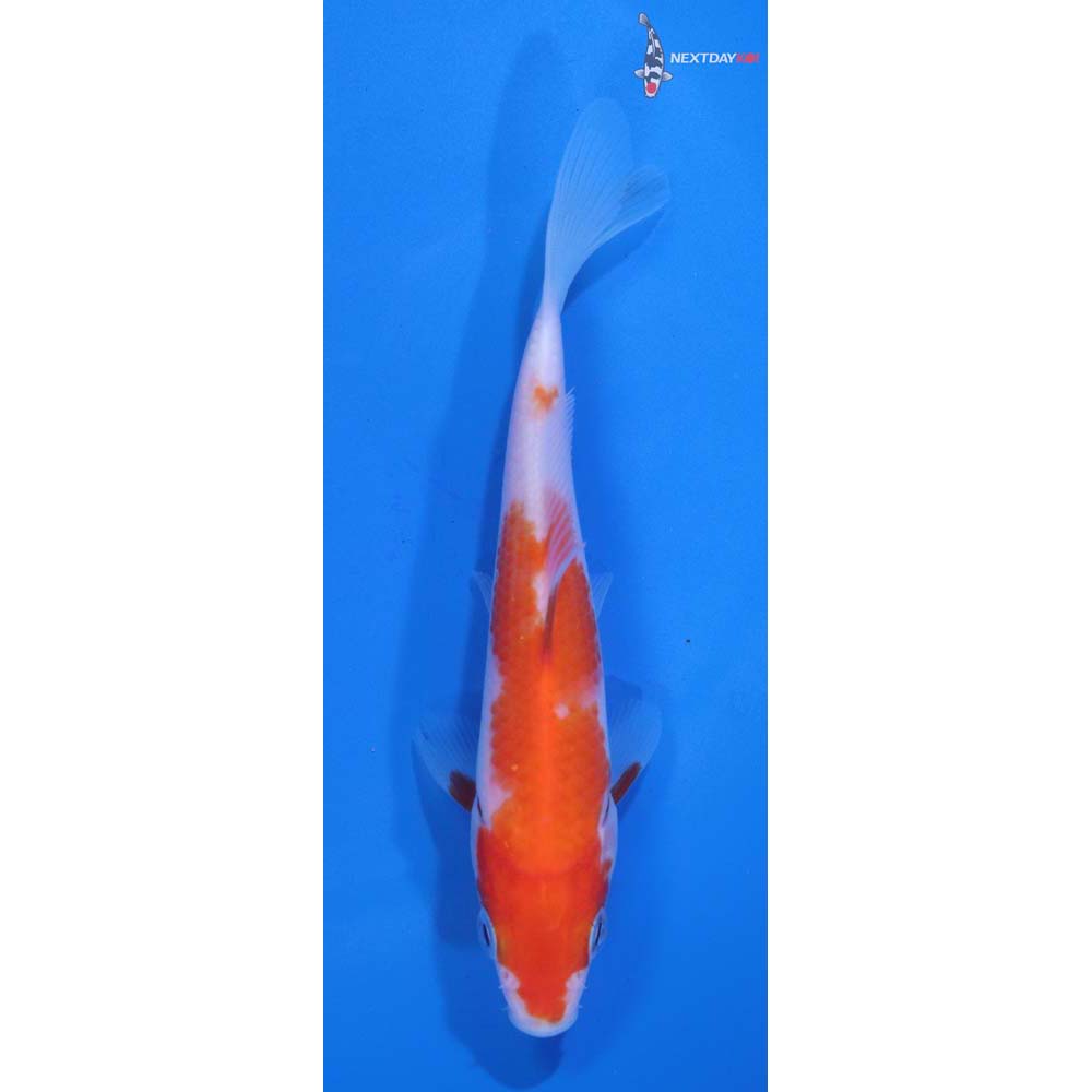 5” Imported Kohaku