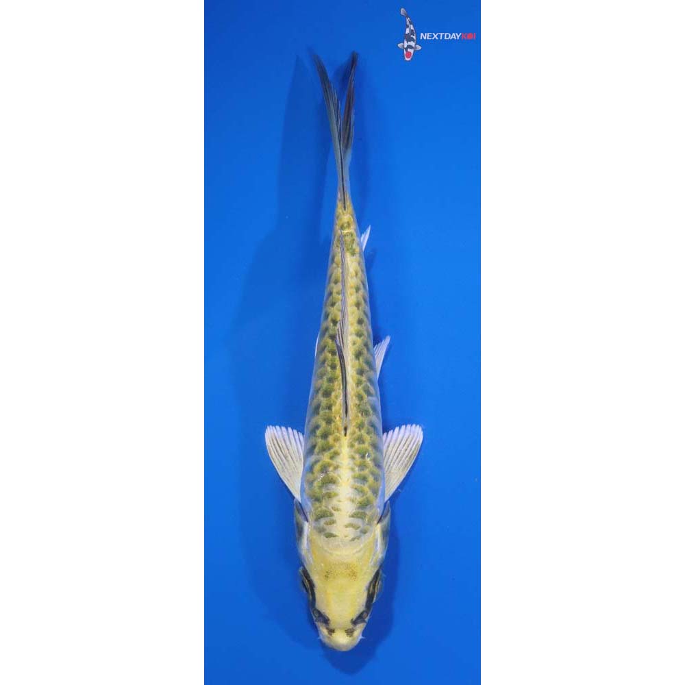 5.5” Imported Armor Scaled Kujaku