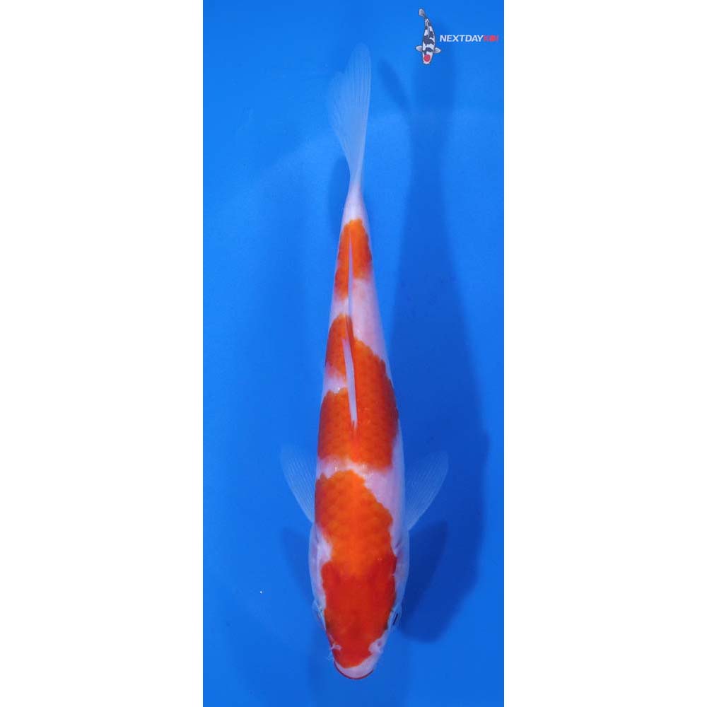 5.5” Imported Kohaku