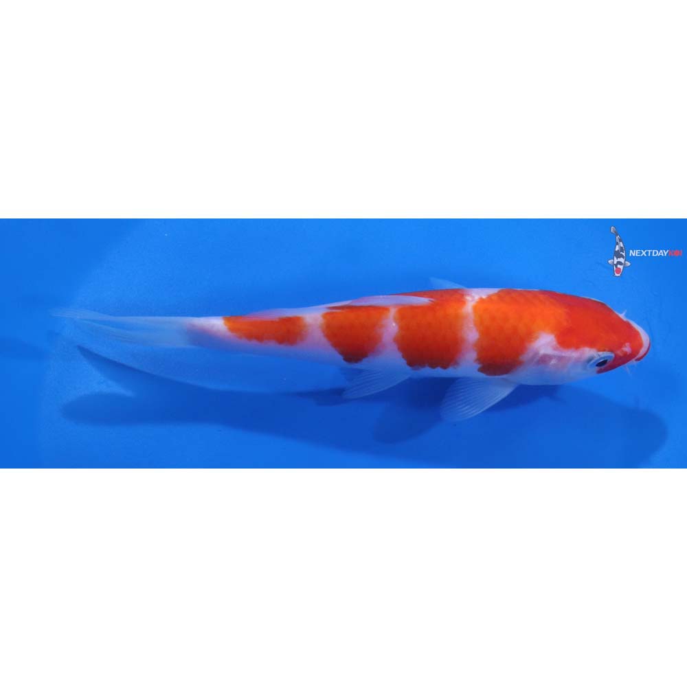 5.5” Imported Kohaku