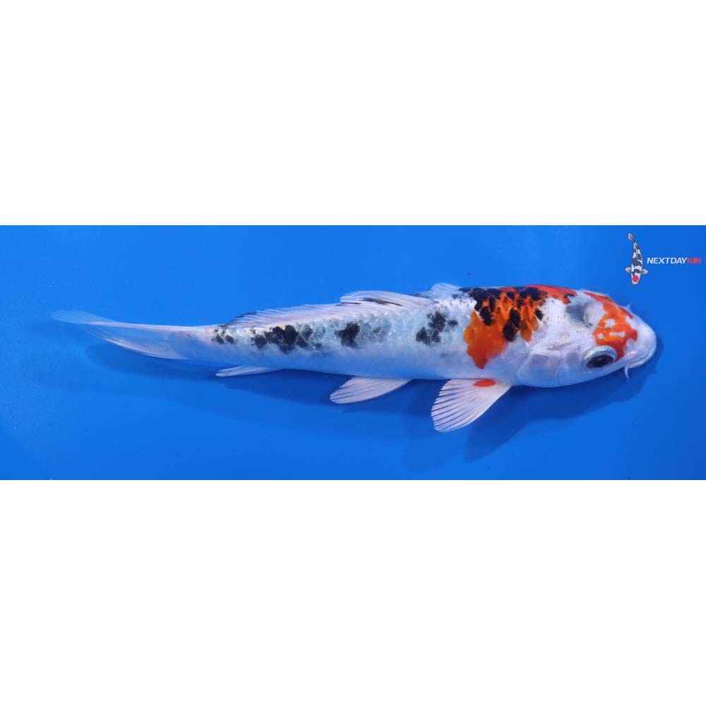 5.5” Imported Yamato Nishiki