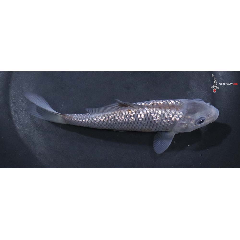 5.5” Imported Gin Rin Ochiba Shigure