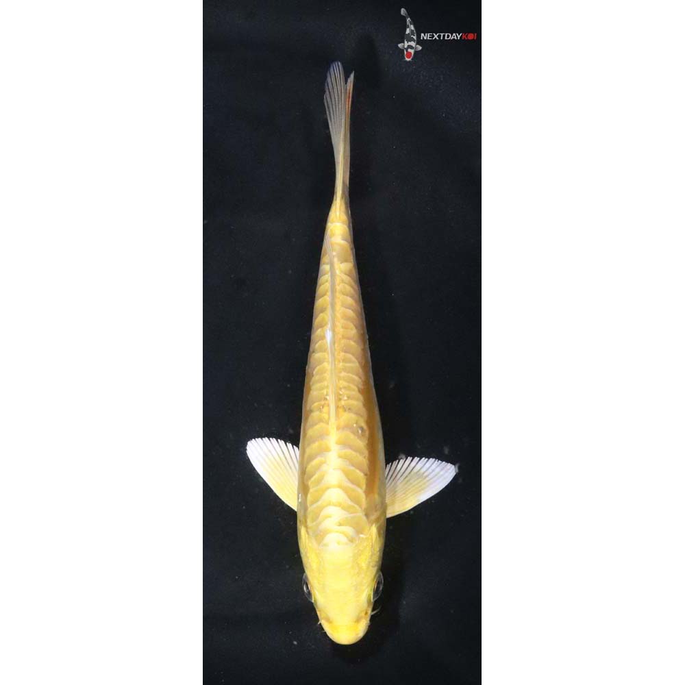 5.5” Imported Doitsu Yamabuki Ogon