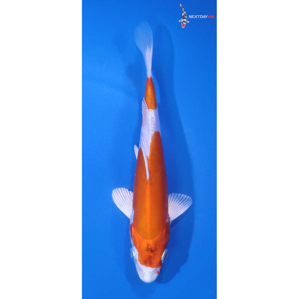 6” Imported Kikusui