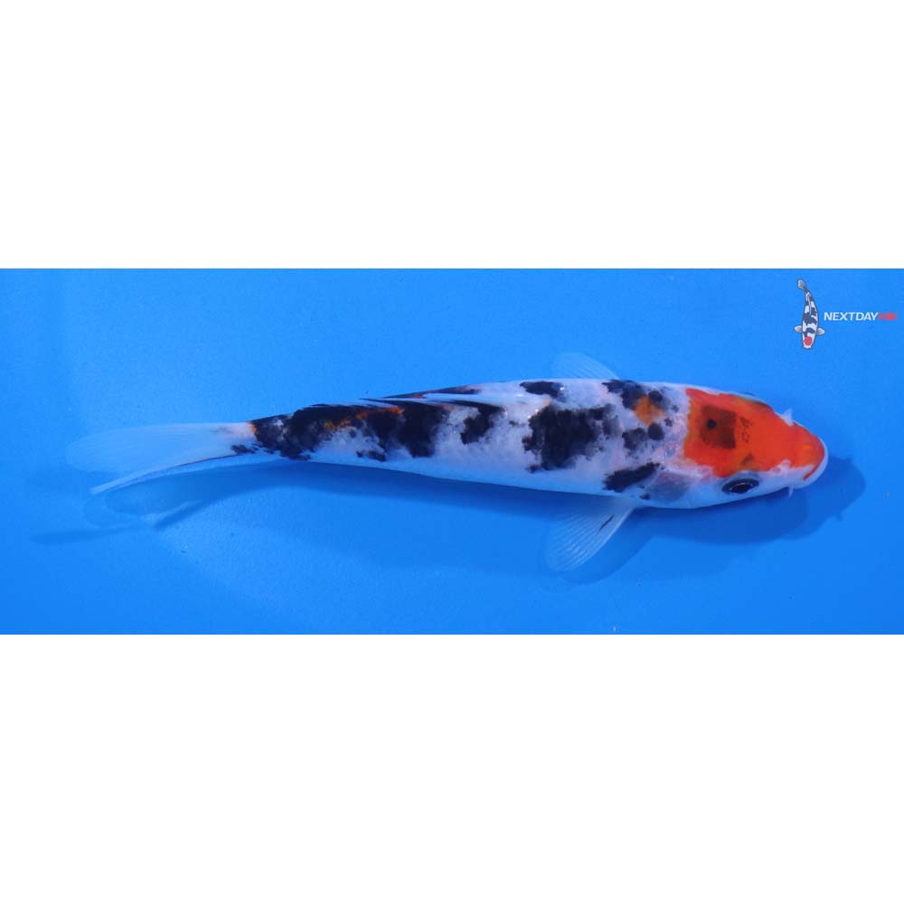 5” Imported Sanke