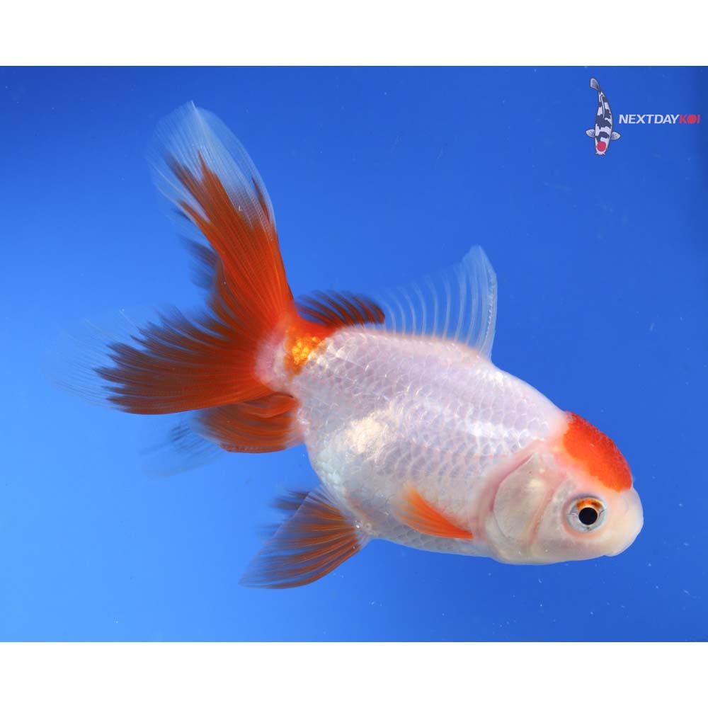 4” Imported Red and White Oranda