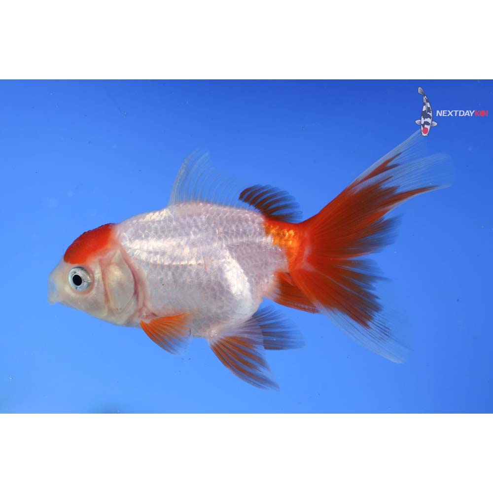 4” Imported Red and White Oranda