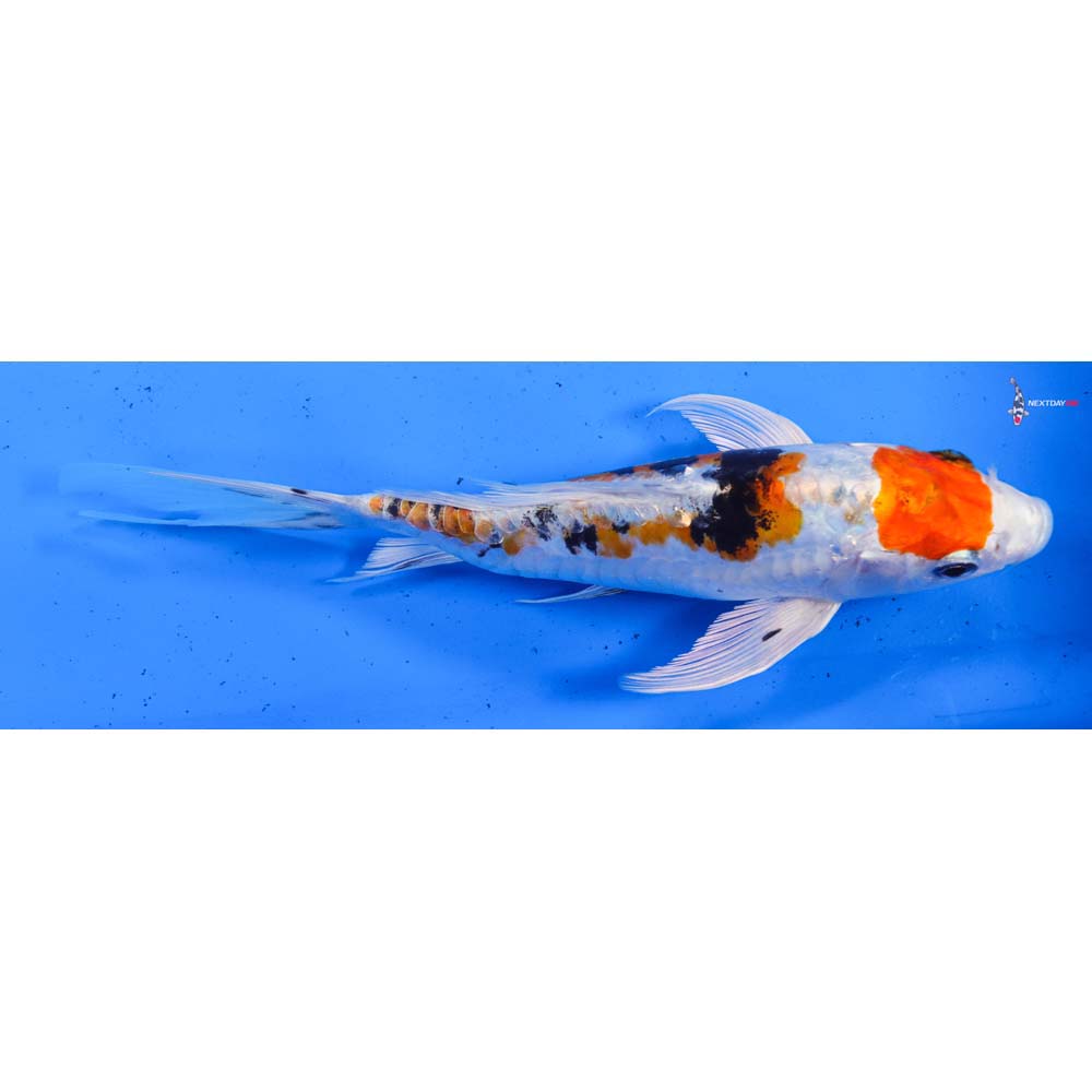 8” Imported Heisei Nishiki Butterfly Koi