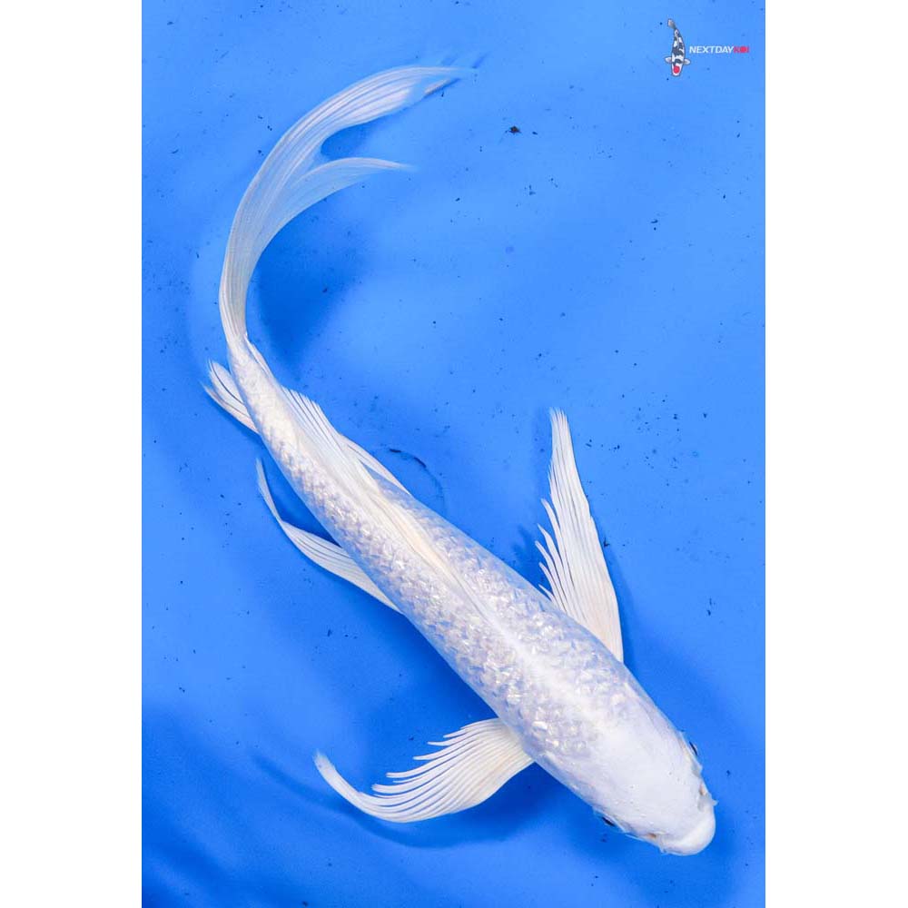 8” Imported Gin Rin Platinum Ogon Butterfly Koi