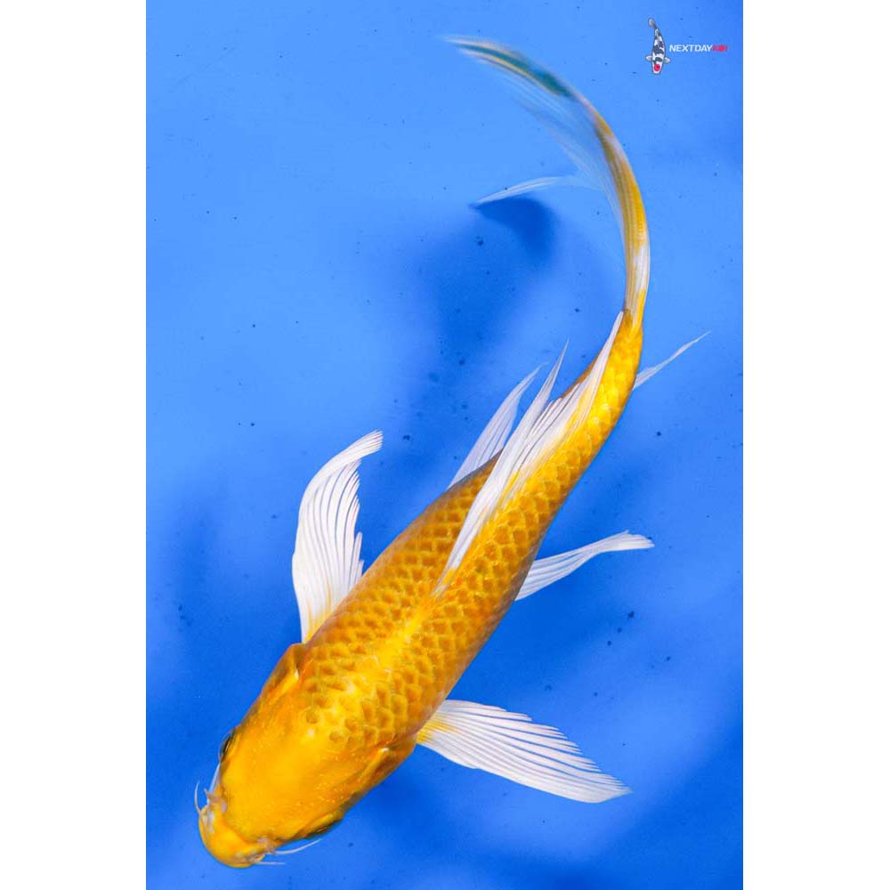 7.5” Imported Yamabuki Ogon Butterfly Koi