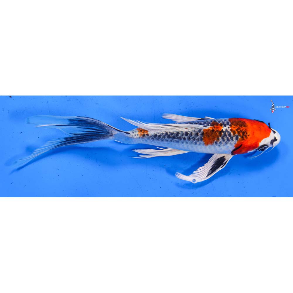 8.5” Imported Kujaku Butterfly Koi