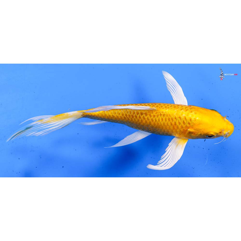 7.5” Imported Yamabuki Ogon Butterfly Koi