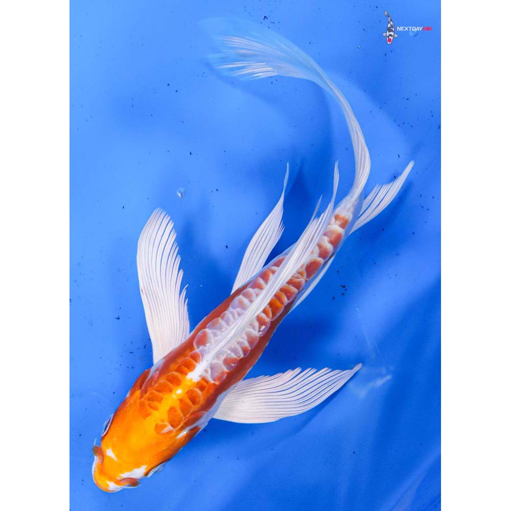 8.5” Imported Kikusui Butterfly Koi