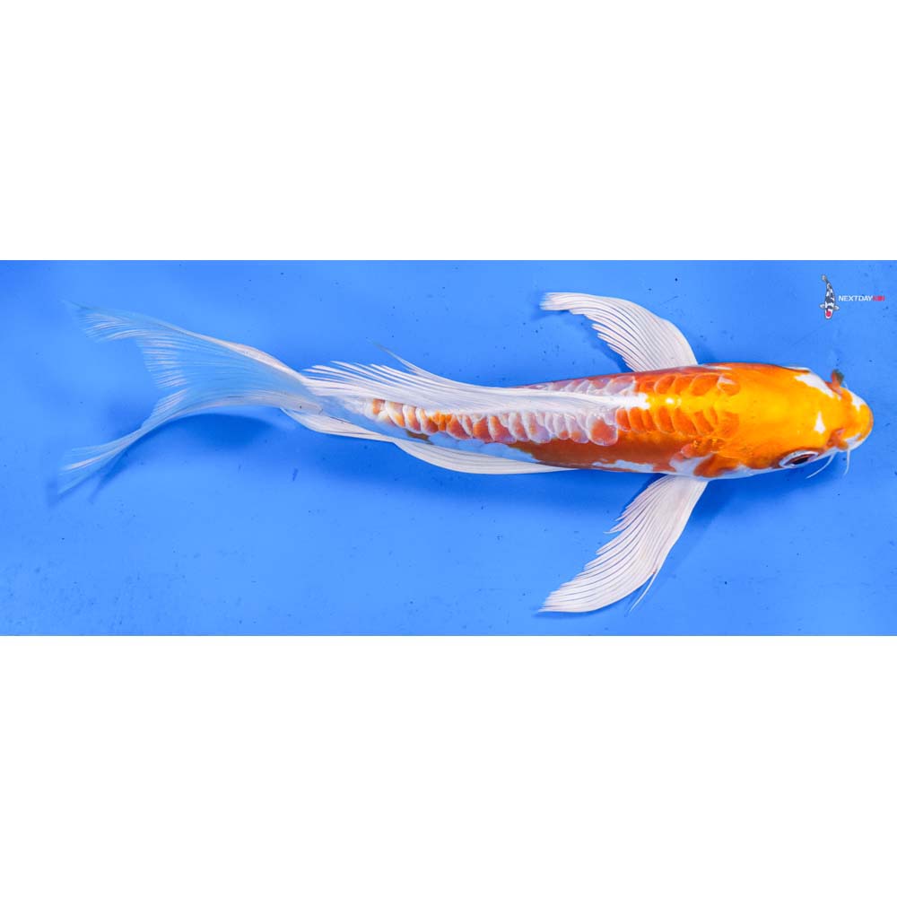 8.5” Imported Kikusui Butterfly Koi