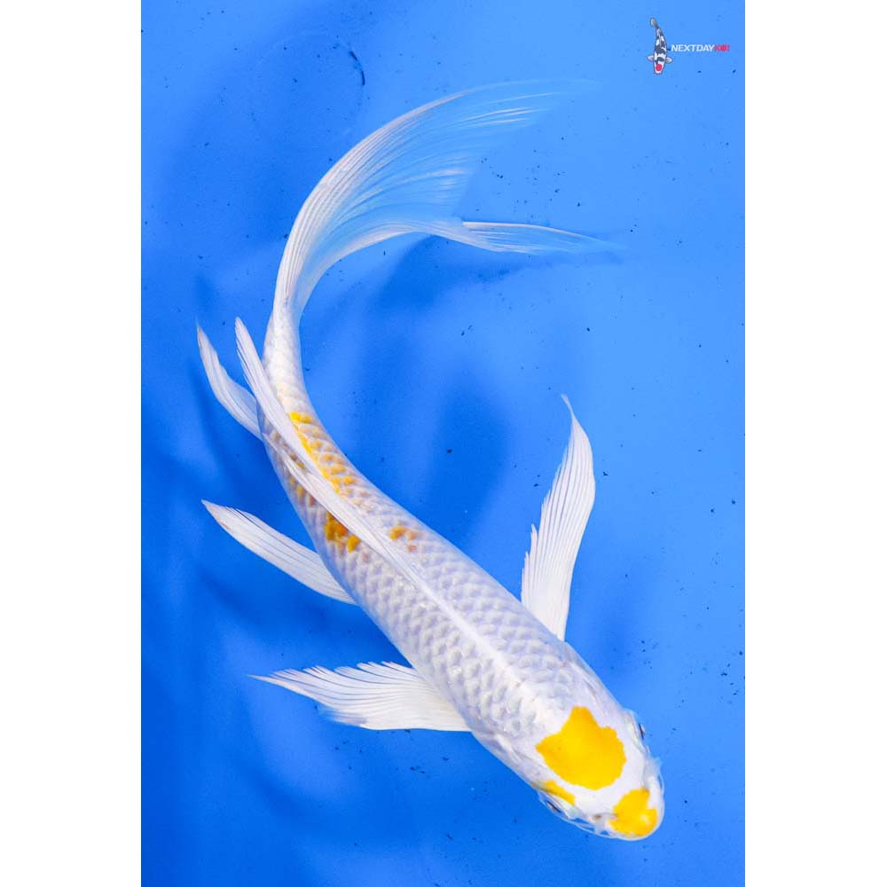 8.5” Imported Lemon Hariwake Butterfly Koi