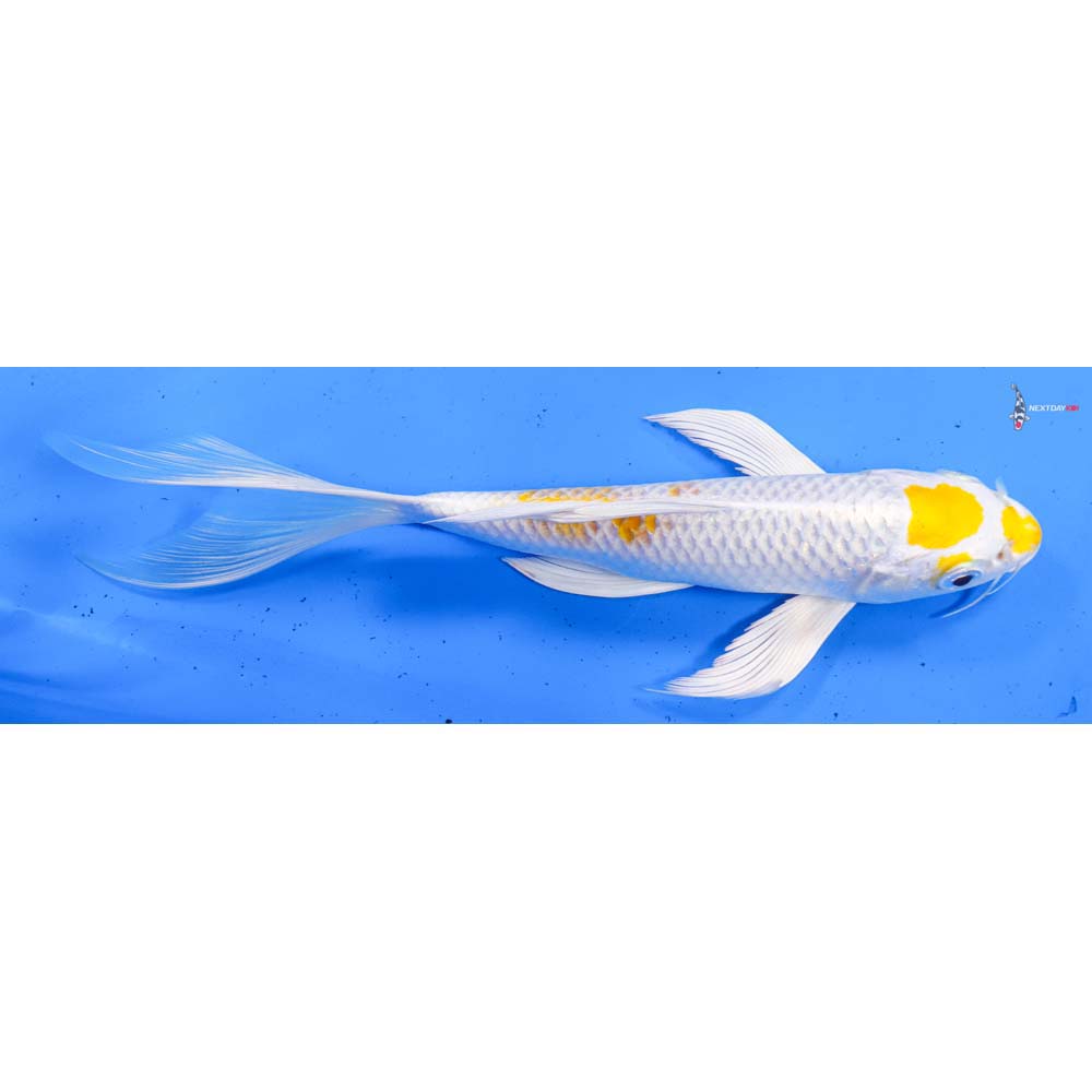 8.5” Imported Lemon Hariwake Butterfly Koi