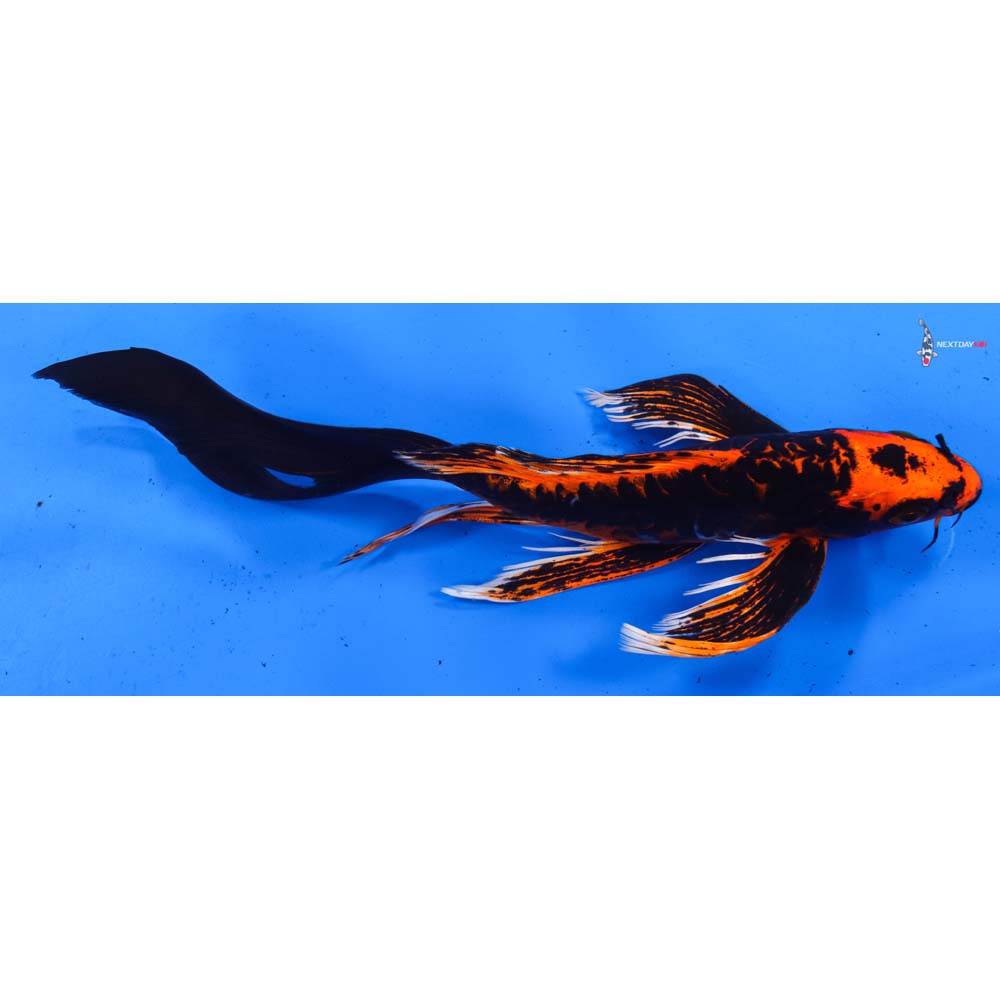 9” Imported Kin Kikokuryu Butterfly Koi