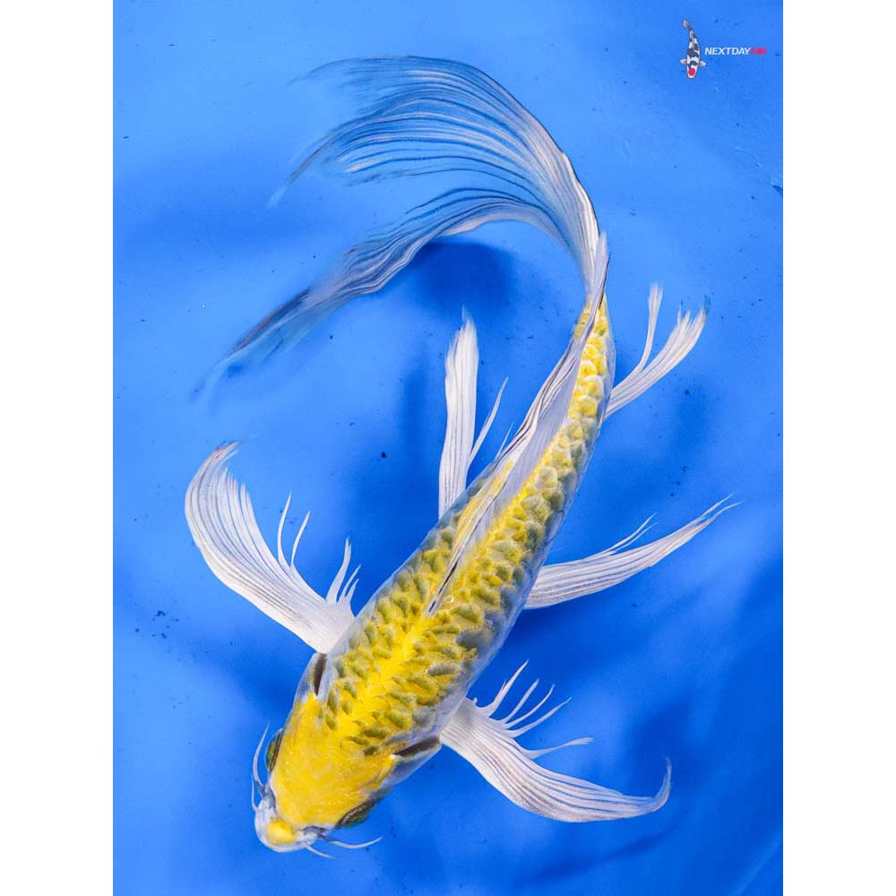 9” Imported Armor Scaled Kujaku Butterfly Koi