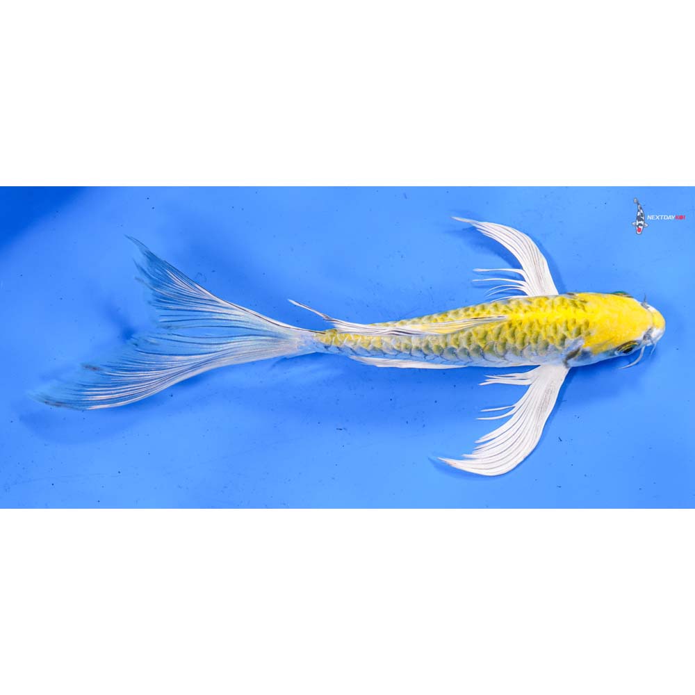 9” Imported Armor Scaled Kujaku Butterfly Koi