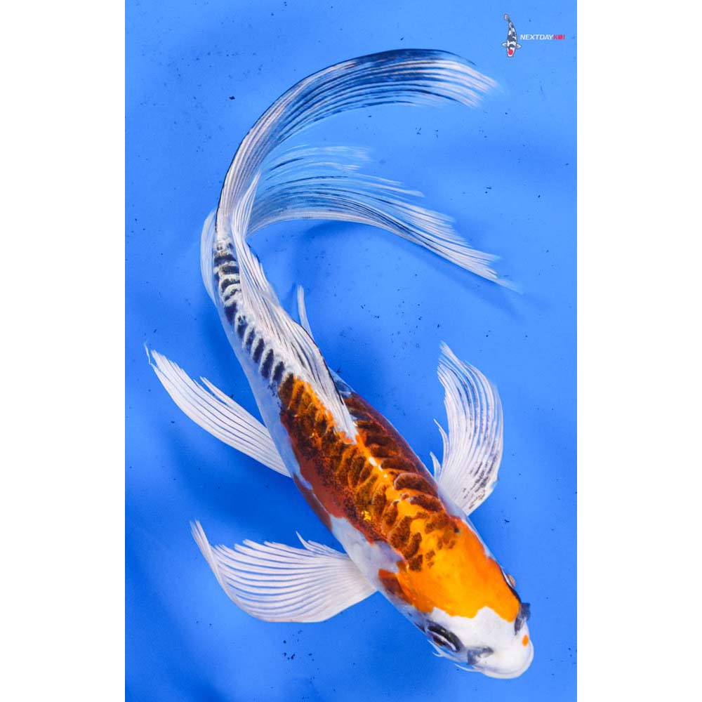 9” Imported Doitsu Kujaku Butterfly Koi