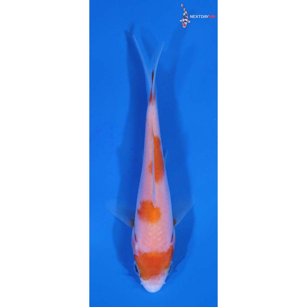 4” Imported Kohaku