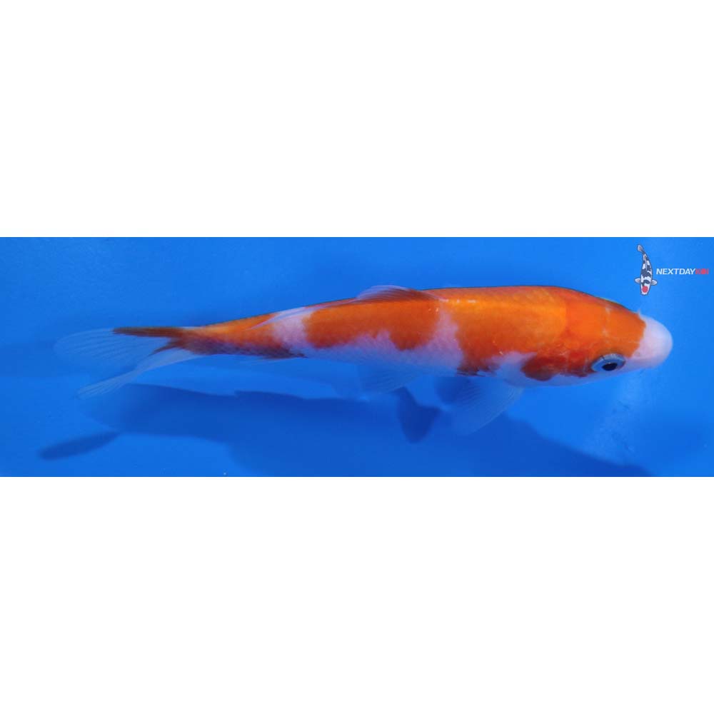 4” Imported Kohaku