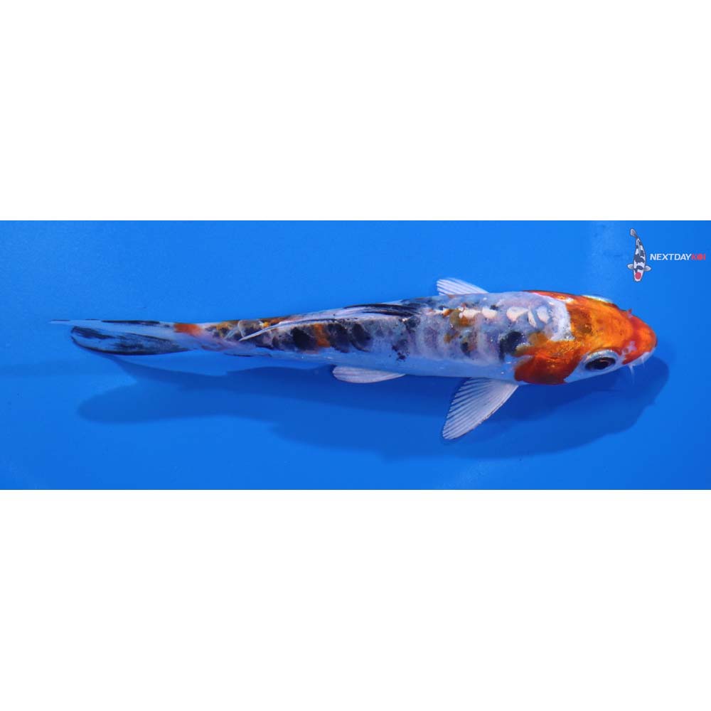 4.5” Imported Heisei Nishiki